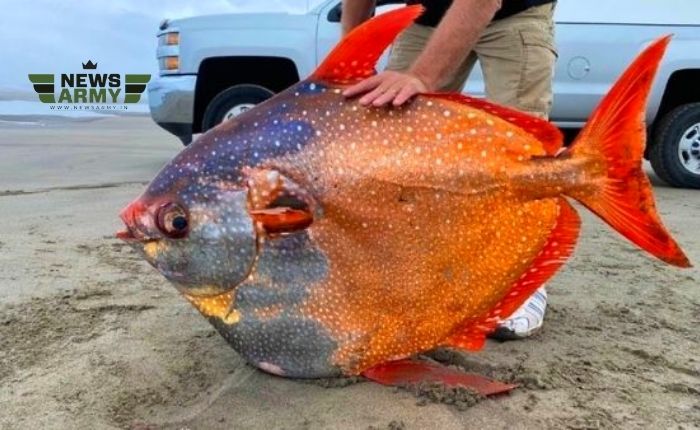 दुनिया की सबसे दुर्लभ मछली ‘मूनफिश’ की मौत से दंग रहे गए वैज्ञानिक, खतरे में आ सकता है इंसानों का भविष्य | जानिये
