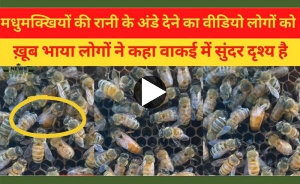 वीडियो में दखा गया रानी मधुमक्खी को अंडे देते हुए… लोग हैं हैरान