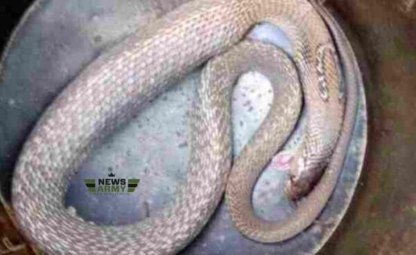 ASI को वर्दी पहनने के दौरान कोबरा ने काटा, जिसके बाद सांप ने तोड़ा दम |