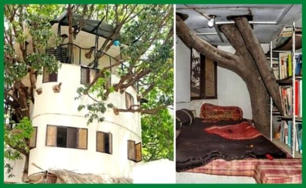 इको फ्रेंडली घर जो 4 फीट ऊपर आम के पेड़ पर बना हुआ है, बिना किसी टहनी को काटे