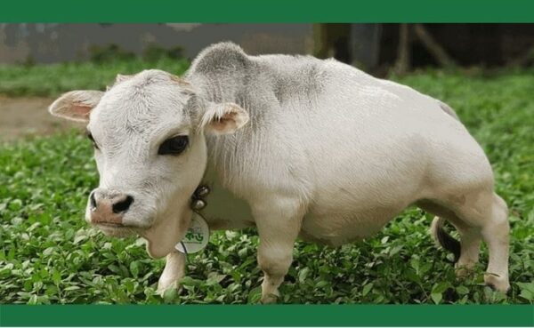 गिनीज बुक ऑफ वर्ल्ड में दुनिया की सबसे छोटी गाय का नाम मरने के बाद हुआ दर्ज…