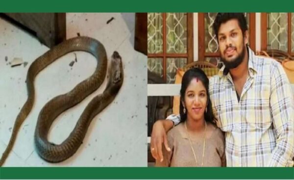 कोर्ट ने किया इंसाफ, पत्नी को कोबरा सांप से डसवा कर मारने वाले पति को दी सजा…