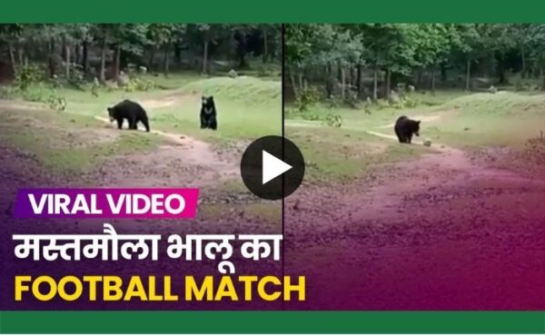 क्या आपने कभी देखा है दो जंगली भालू को फुटबॉल खेलते हुए तो देखिए दो भालूओं का शानदार फुटबॉल स्किल