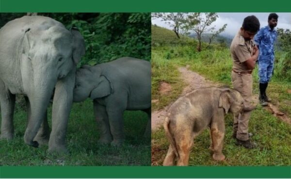 देखिए वायरल वीडियो: हाथी के बच्चे को जिस अधिकारी ने रेस्क्यू किया, उसके पैर से लिपटकर बच्चे ने अपने प्रेम को जाहिर किया