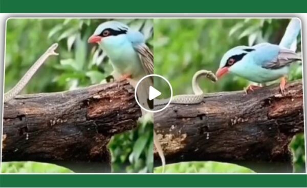 देखिए Video: जहरीले सांप पर नन्ही सी चिड़िया पड़ी भारी, सांप को मौका ही नहीं दिया अपने ऊपर हमला करने को