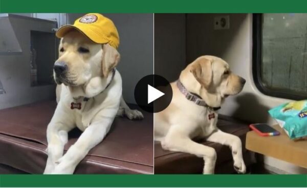 कुत्ते का शानदार मुंबई से भुवनेश्वर तक का सफर, देखिए वायरल वीडियो और जानिए ट्रेन में कुत्तों के सफर के नियम
