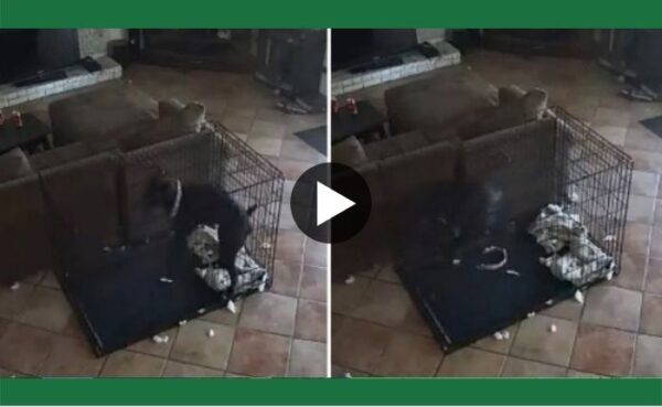 अदृश्य चीज ने कुत्ते को उठा कर ऊपर फेंका, शख्स ने किया दवा वायरल हुआ वीडियो