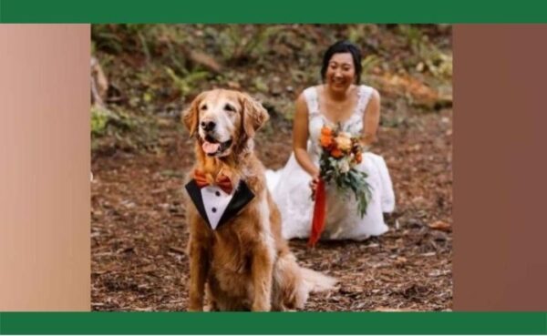 दुल्हन ने अपनी शादी को खास बनाने के लिए जंगल में कराएं अपने डॉग के साथ फोटोशूट