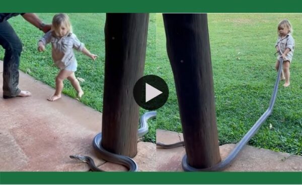 वीडियो ने किया लोगों को हैरान… वीडियो में दिखा दो साल का बच्चा 7 फीट लंबे सांप को खींचता हुआ