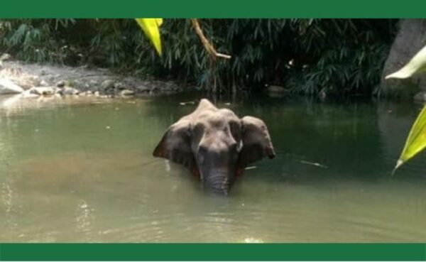 बिछड़ी मां से हाथी के बच्चे को मिलवाया…… आईएएस वीडियो शेयर करते हुए कैप्शन में लिखा है इमोशनल कर देने वाली बात