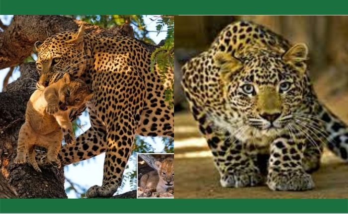Leopard kills lioness child