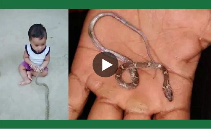 1 year old child put alive snake baby in his mouth
