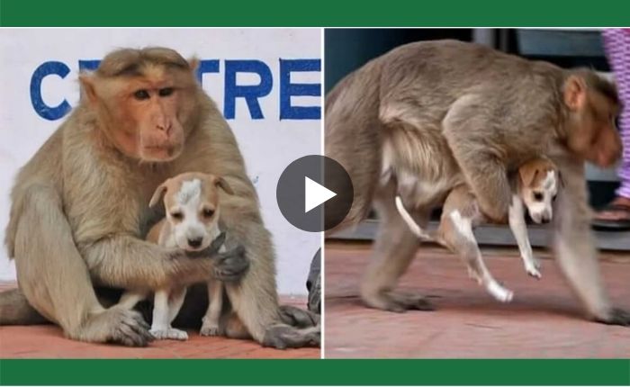 A unique friendship Monkey took care of a dog like a mother