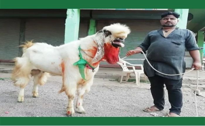5 feet high goat weighing 220 kg