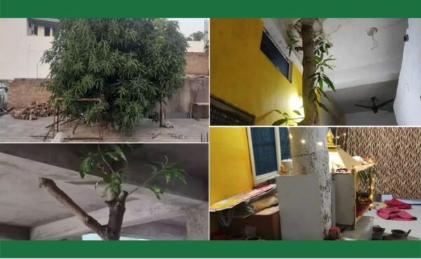 एक पेड़ को बचाने के लिए 25 करोड़ की बिल्डिंग में कर दी संशोधन और बनाया खूबसूरत बिल्डिंग