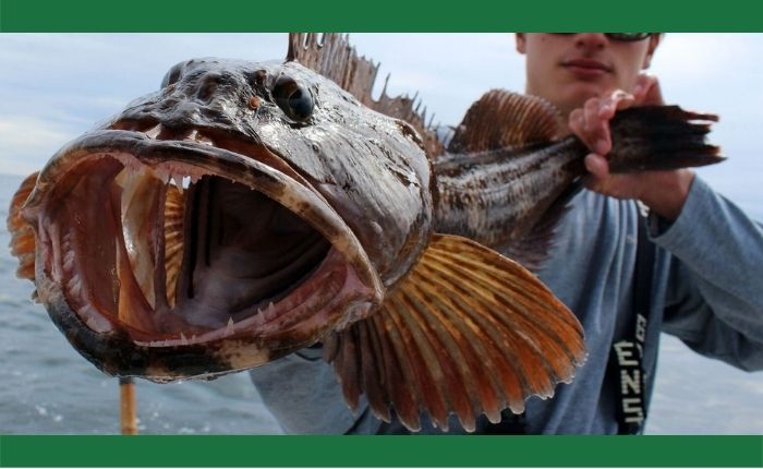 strange fish with more than 500 teeth