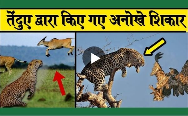 तेंदुए और बाज की लड़ाई दोनो अपने शिकार में माहिर आपको क्या लगता है कौन जीता होगा?