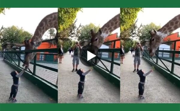 दुनिया के सबसे ऊंचे जानवर जिराफ को, नन्हे से बच्चे ने खिलाया अपने नन्हें हाथों से घास, जीत लिया सबका दिल