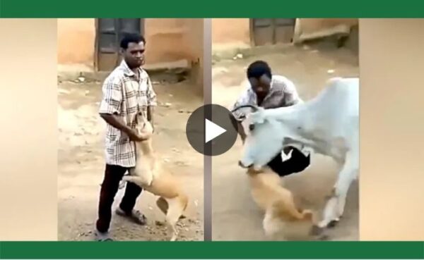 कर्मा.. कुत्ते को परेशान कर रहे युवक को, गाय ने सिखाया उसी के अंदाज में तरीका