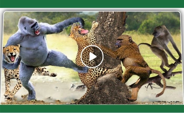 When the leopard encountered the monkey