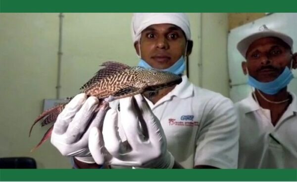 वाराणसी, बनारस के गंगा में मिली साउथ यूएस में पाई जाने वाली कैटफिश मछलियां है मांसाहारी, जताई जा रही चिंता