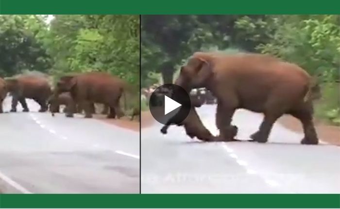 The baby elephant, separated from the herd, was paralyzed