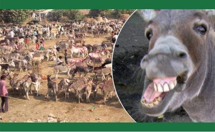 Donkeys fair sold for 1 lakh 25 thousand