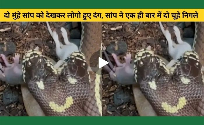 snake video