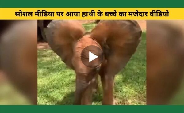 सोशल मीडिया पर आया हाथी के बच्चे का मजेदार वीडियो, हाथी का बच्चा अपने सूंड और कान हिला कर रहा डांस