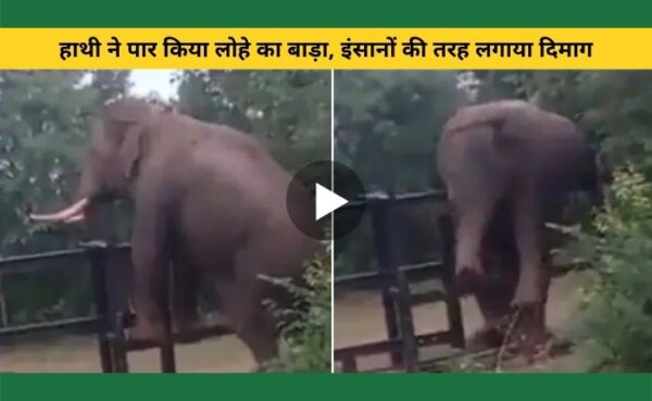 विशालकाय हाथी ने लगाया इंसानों के जैसा दिमाग और लोहे के बाड़े को किया पार, वीडियो देख लोग उसकी बुद्धिमानी की कर रहे तारीफ