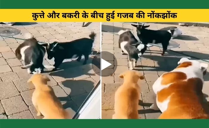 When there was a fight between a dog and a goat