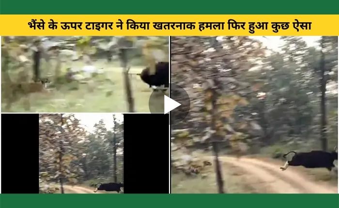 Tiger hunter made a dangerous attack on his prey