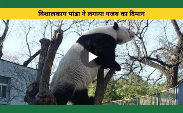 विशालकाय पांडा ने लगाया गजब का दिमाग.. चिड़ियाघर के बाड़े से भागने के लिए, वायरल वीडियो देख लोग हैरान