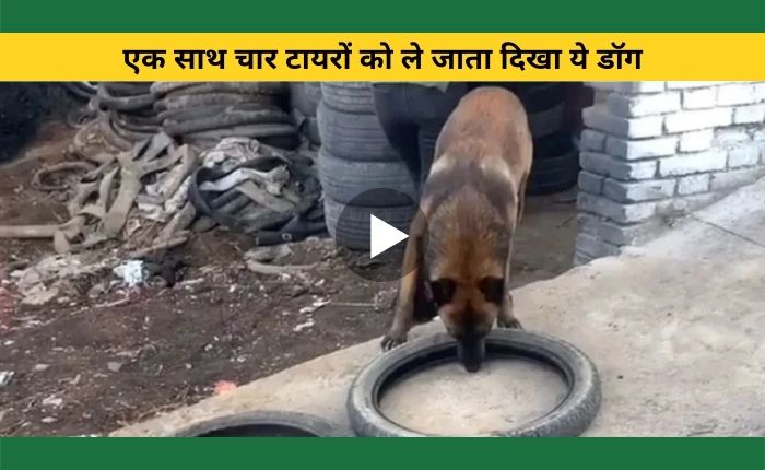 The dog showed the wonder of his jugaad