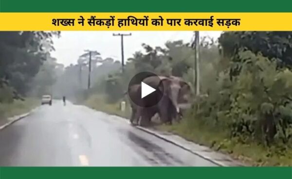 हाथियों के झुंड को सड़क पार करने के लिए सभी ने रोक दी अपनी गाड़ियां, बुजुर्ग हाथी ने सबको किया अनोखे अंदाज में शुक्रिया