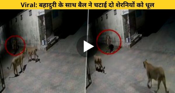 दो शेरनियों को अकेले बैल ने भागने पर किया मजबूर, कैमरे में कैद हुआ बैल और शेरनियों की लड़ाई