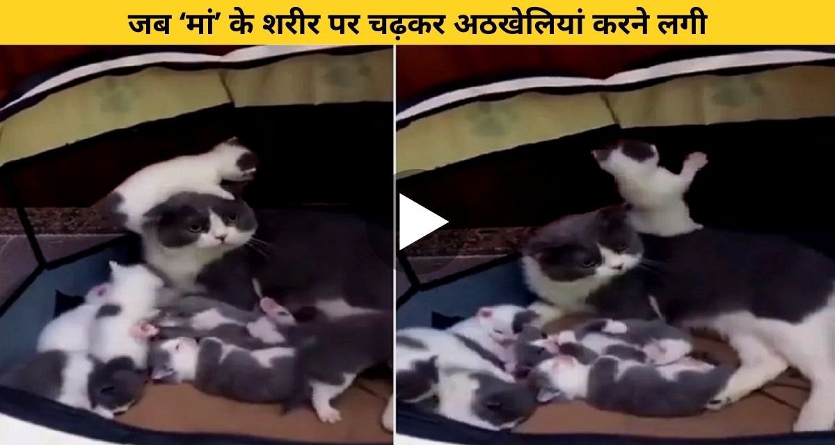 Little cat was climbing on mother's stomach