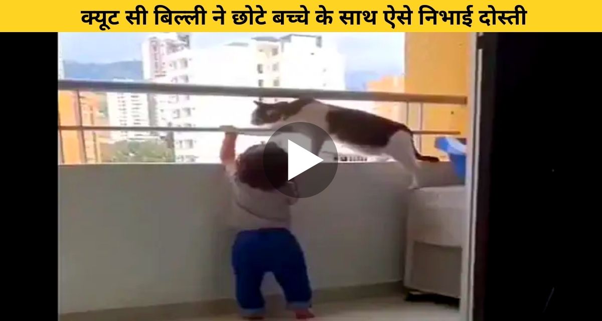 Cat played friendship with his dearest friend