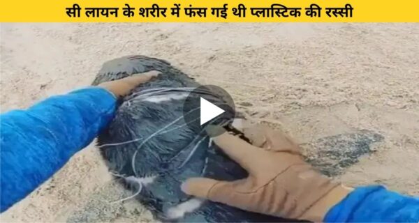 अद्भुत और कम दिखने वाली सी लॉयन के गले में फंसी रस्सी, परेशानी में देख लोगों ने की मदद