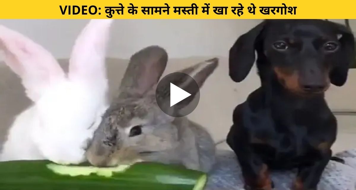 When the vegetarian rabbit gave a party to the non-vegetarian dog