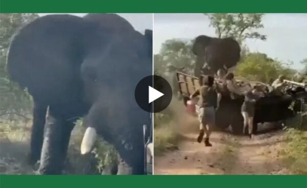 टूरिस्ट की गाड़ी को अपनी तरफ नजदीक आते देख हाथी को आया गुस्सा पलट दी गाड़ी