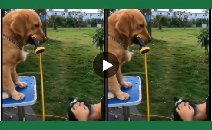 dog misbehaved with the owner while bathing
