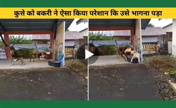 कुत्ते को बकरी ने ऐसा किया परेशान कि उसे भागना पड़ा, वायरल हो रहा वीडियो
