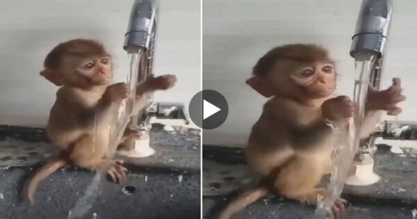 छोटा सा बंदर का बच्चा पानी को पकड़ने की कर रहा जद्दोजहद वायरल हो रहा वीडियो
