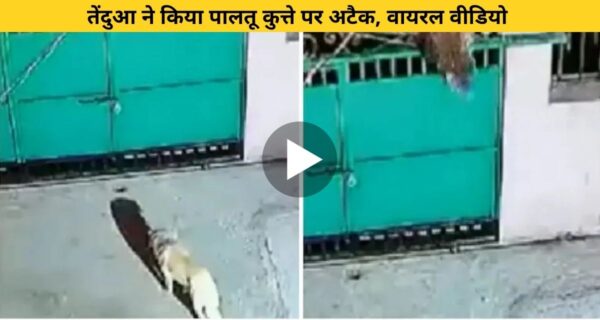 पालतू कुत्ते को तेंदुए ने बनाया अपना शिकार, वह भी के घर के आंगन में