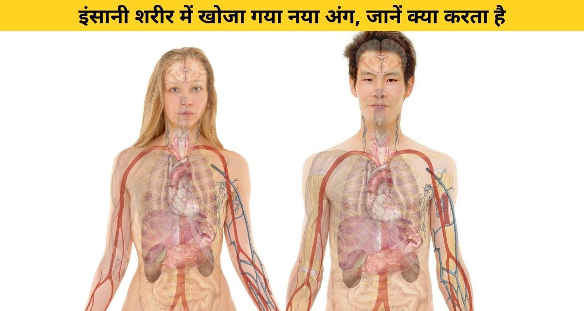 London scientists discovered a new organ in the human body