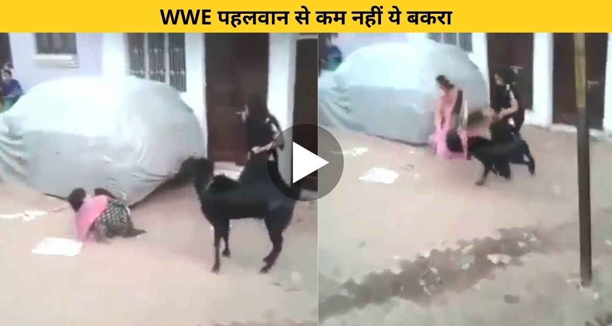 Suddenly a goat attacks the girl without any meaning