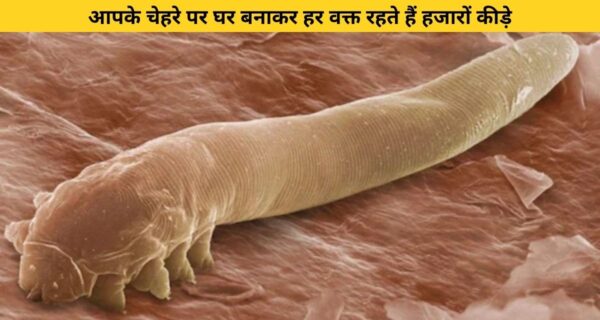 इंसानियत चेहरे पर रहते हैं हजारों कीड़े, जो रात के समय करते हैं प्रजनन