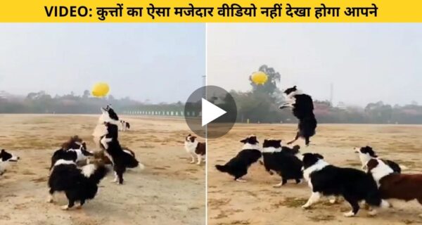 कुत्तों का मजेदार वीडियो आया सामने खेल रहे हैं बॉलीवॉल का अनोखा गेम, लेकिन गेम है ट्विस्ट