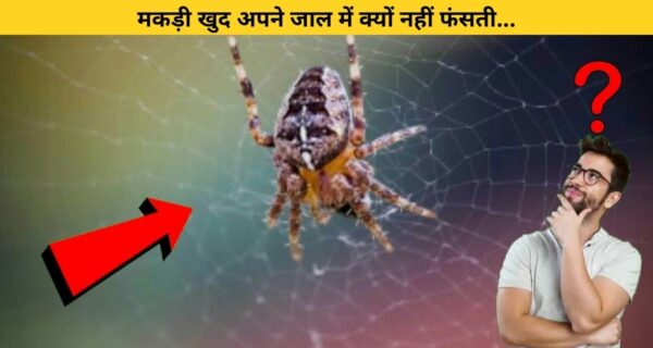 आखिर क्यों मकड़ी अपने जाल में नहीं फंसती पर दूसरे मकड़ी के बुने जाल में फंस जाती है